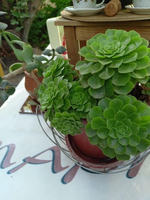 Домашние цветы из дома