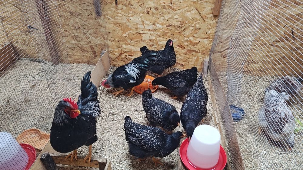 Барневельдер серебристый тухумлари