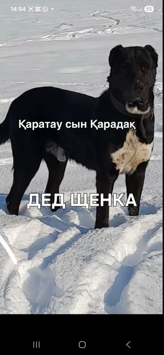 Продам алабая щенка