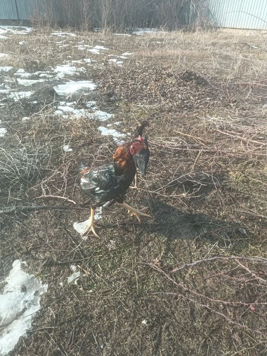 Даканы  продам !!!