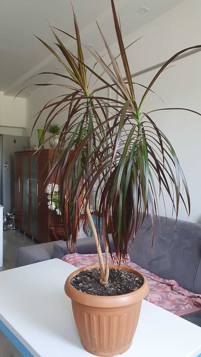 Драцена в горшке