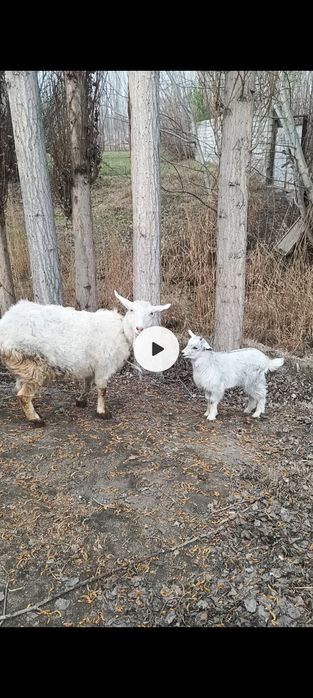 Эчки сотилади эна бола