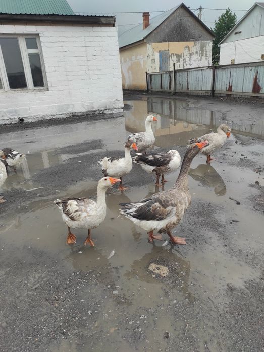 Үй қаздарын сатам, продам дом гусей
