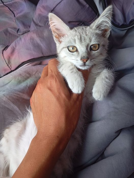 Кот кошка котенок