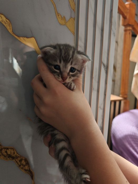 Продам милых котят