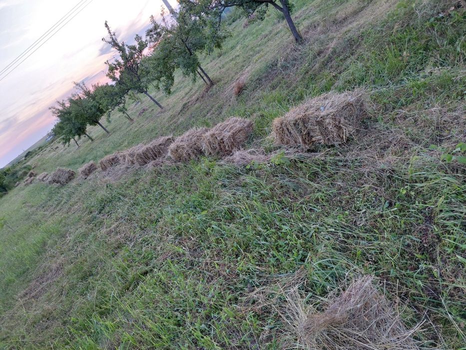Baloți  ( iarba cu trifoi)