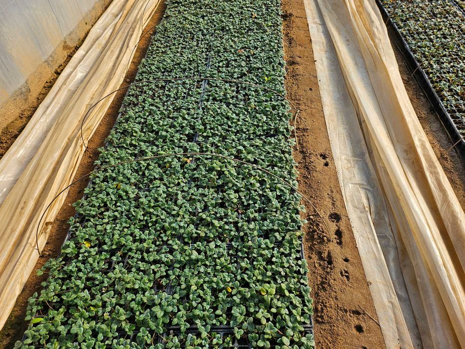 Многогодишни ягоди Селва