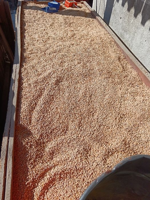 Vând porumb, orzoaică, grâu, triticale