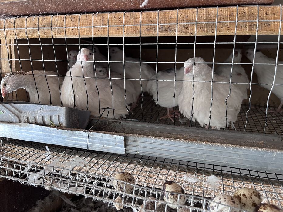 Передаю перепелки з