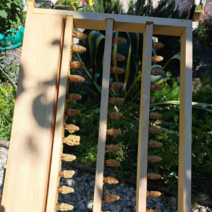 Precomenzi matci Buckfast imperecheate 2025 (10+1)