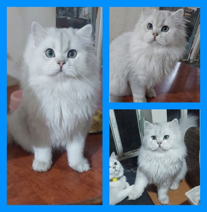 Британские шиншилла угил бола соглом 1 йош