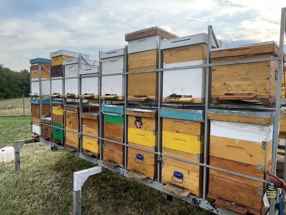 Cutii pentru familiile de albine 10 rame ,lichidare stupina