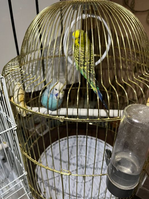 Попугай.                                        .