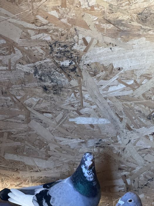 Vand porumbei voiajori