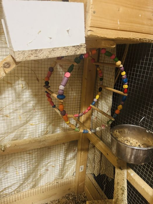 Vand papagali (Nimfe), parinti reproducatori 3 ani