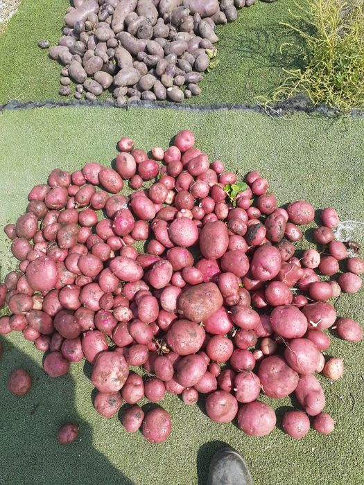 Продам картошку домашьная семена