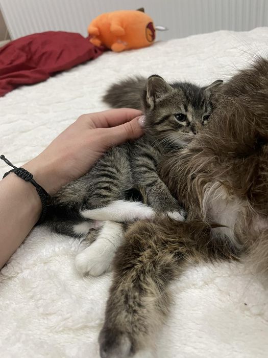 Котета чинчилааа