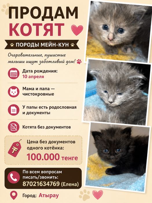 Продам котят породы мейн кун
