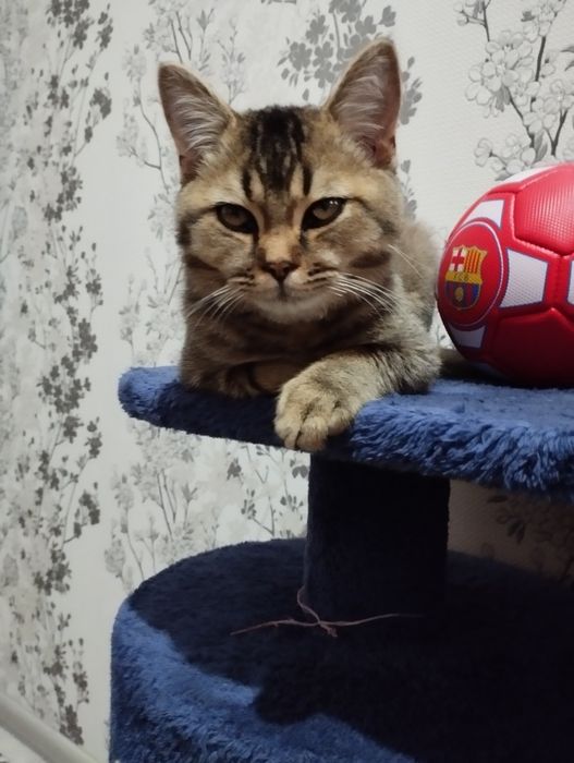 Шатлански шиншила британски қулоқ,сотилади, 100$ уғил бола