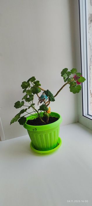 Продам цветы комнатные