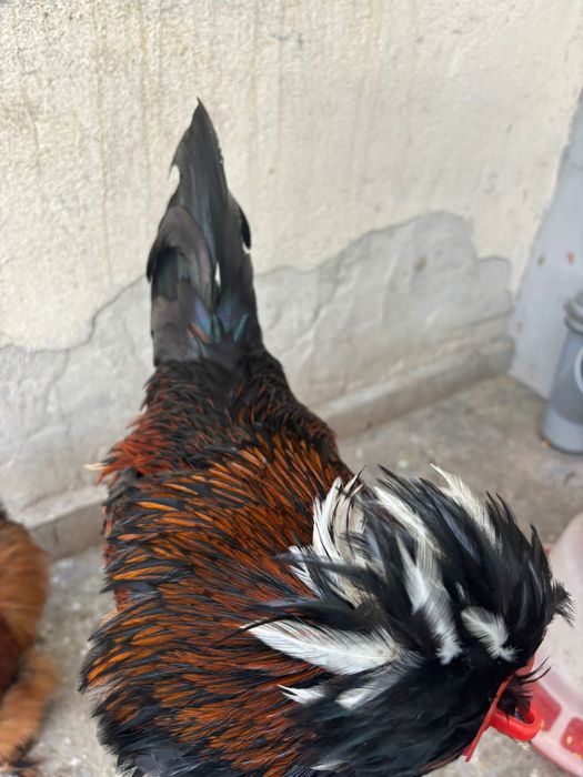 Cocosi matase japoneza si motata olandeza