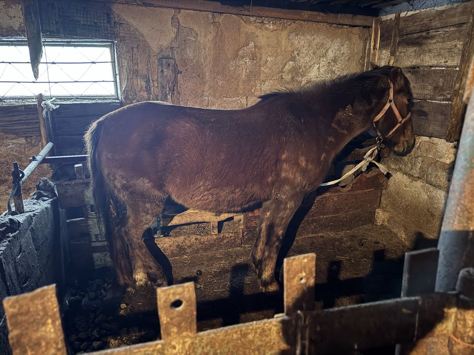 Жас казакы бие сатамын