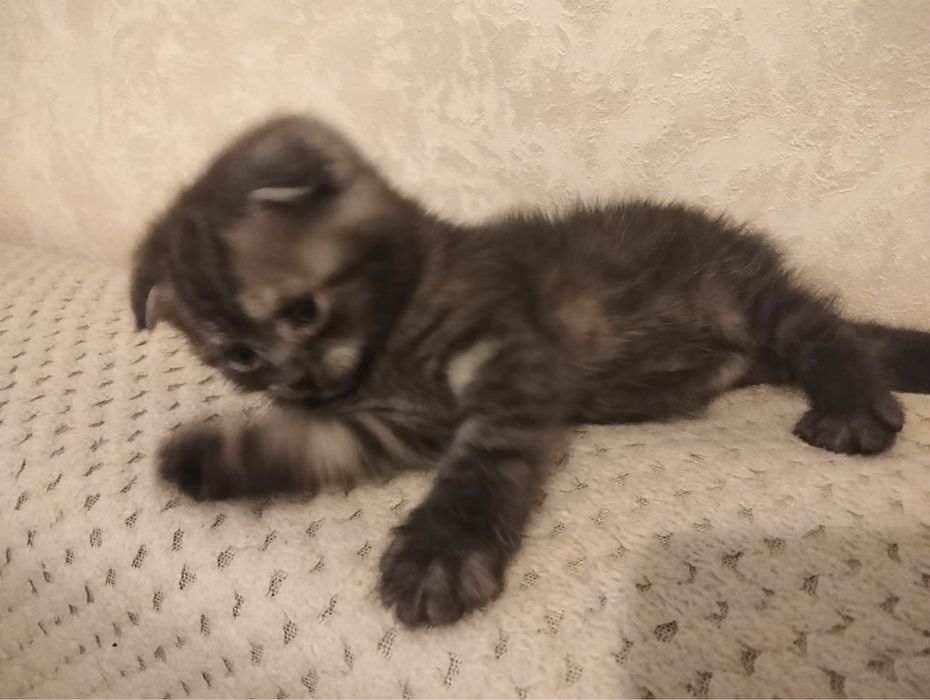 Продаем котенка девочку