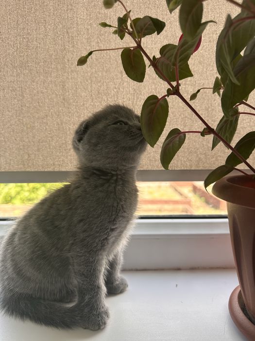Продам породистых котят