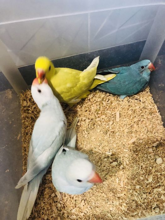 Papagali Micul Alexandru pui blanzi crescuti la mana Alexander