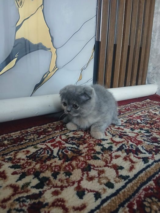 Mushuk bolachalari sotiladi