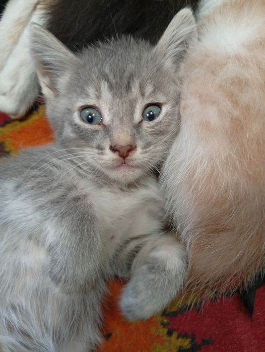 Котята ищут добрые ручки