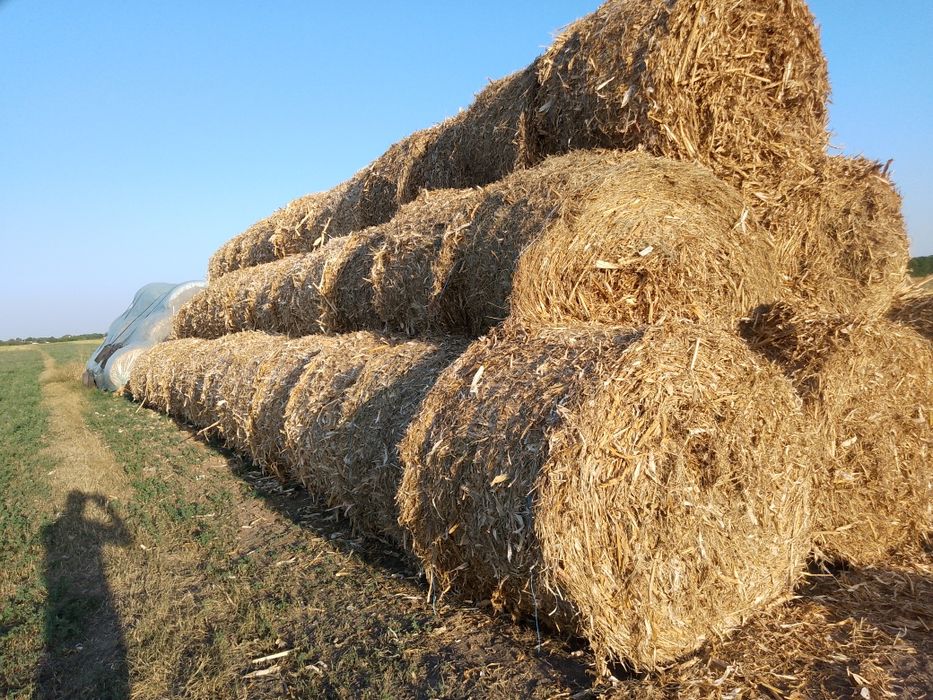 Baloți coceni și trifoi