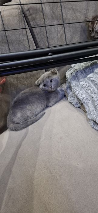 Скоттиш фолд и страйт котята