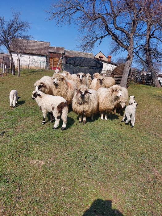 Vând 5 noatine (oi)