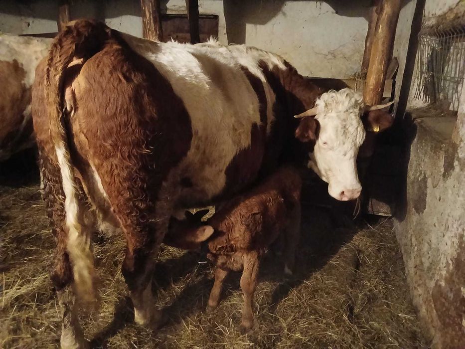 Junincă cu vițel la prima fătare