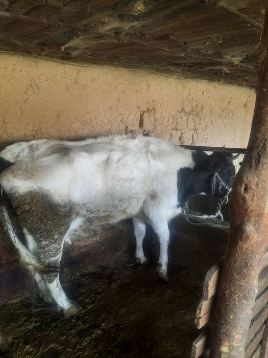 Осы сиыр сатылады