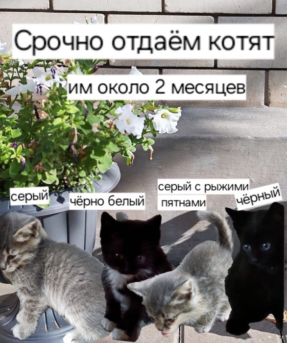 Котятам 1,5-2 месяца