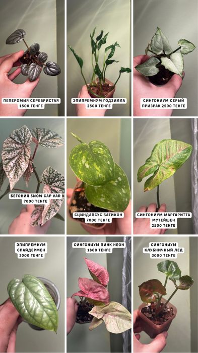Разные комнатные растения