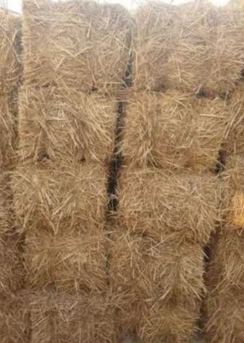 Somon-Press,Toza somon