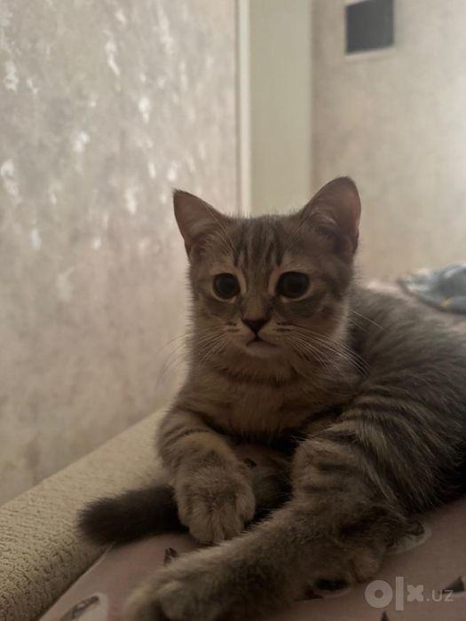 Мушукча 3ойлик скотиш страйт латогда урганган