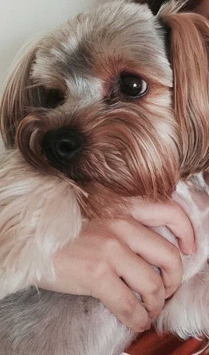 ВЯЗКА! Йоркширский терьер. Брутальный Жан-Поль!!!