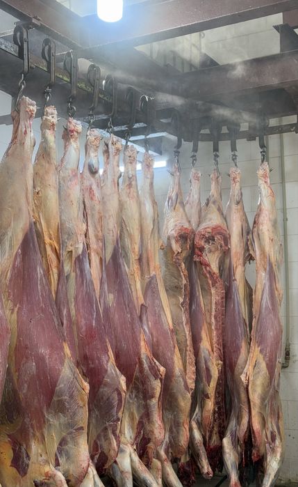 Мясо Говядины только ОПТОМ ТУШАМИ