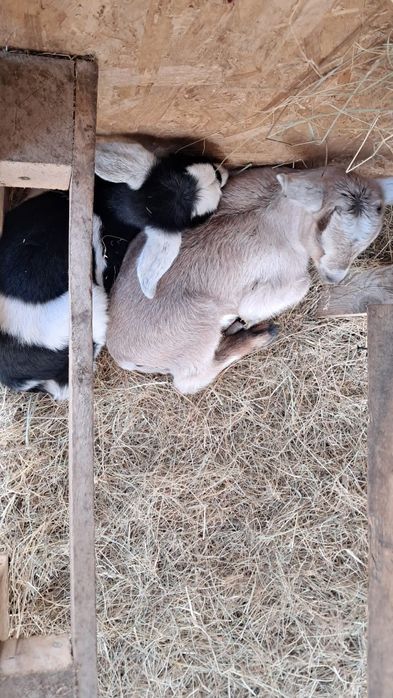 Iezi  capre la a doua și a treia fătare cu câte 2 iezi.