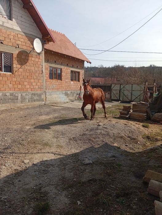 Vând mânz Greu sânge unguresc