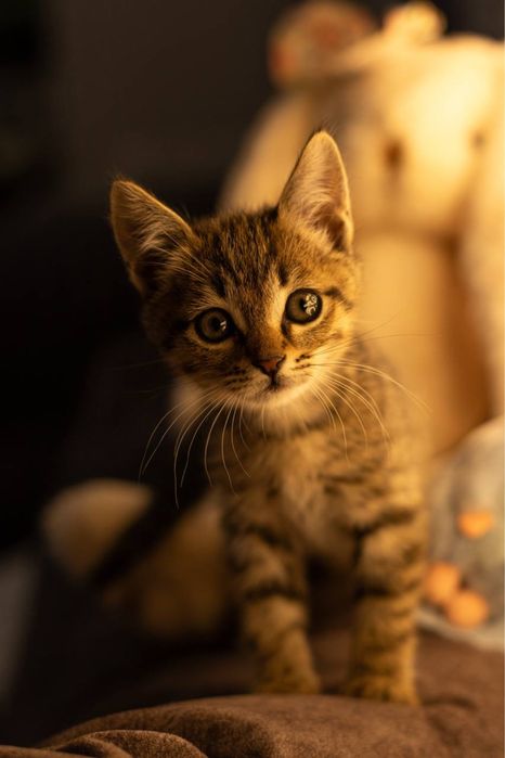 Котенок ищет дом