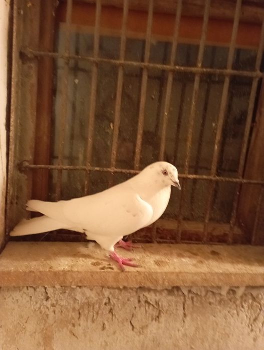 Продам голубей за 3000