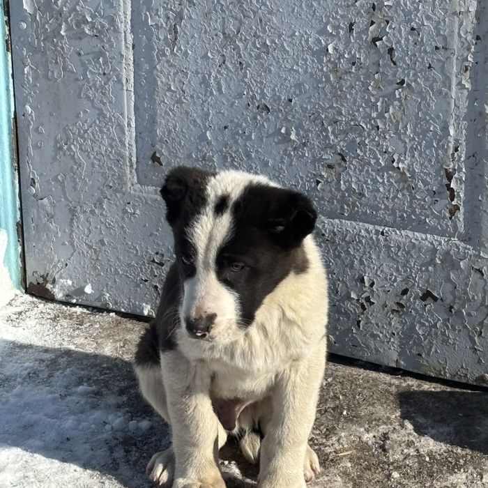 Продам щенков алабая