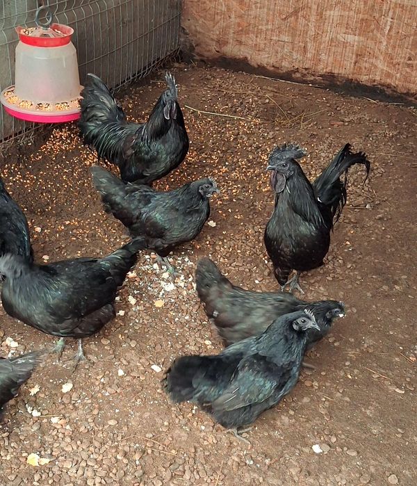Gaini  Ayam Cemani