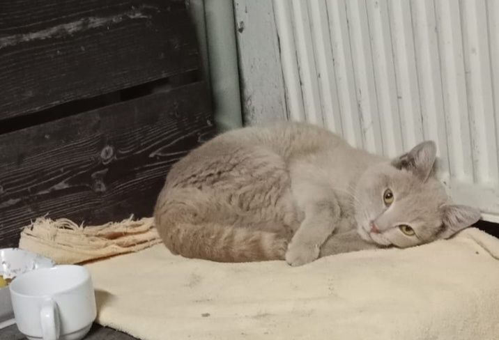 Отдам котика в добрые руки.