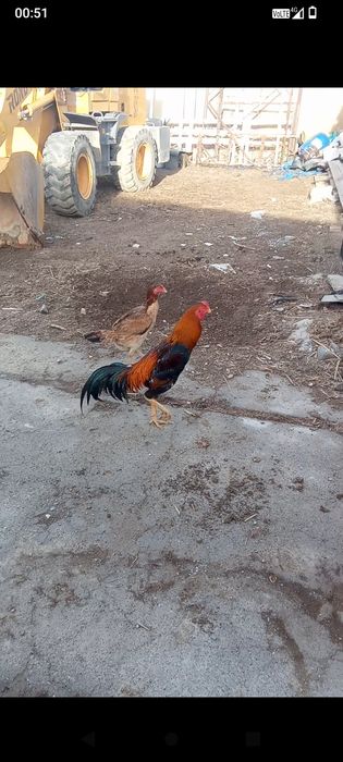 Дакан қораз сатылады